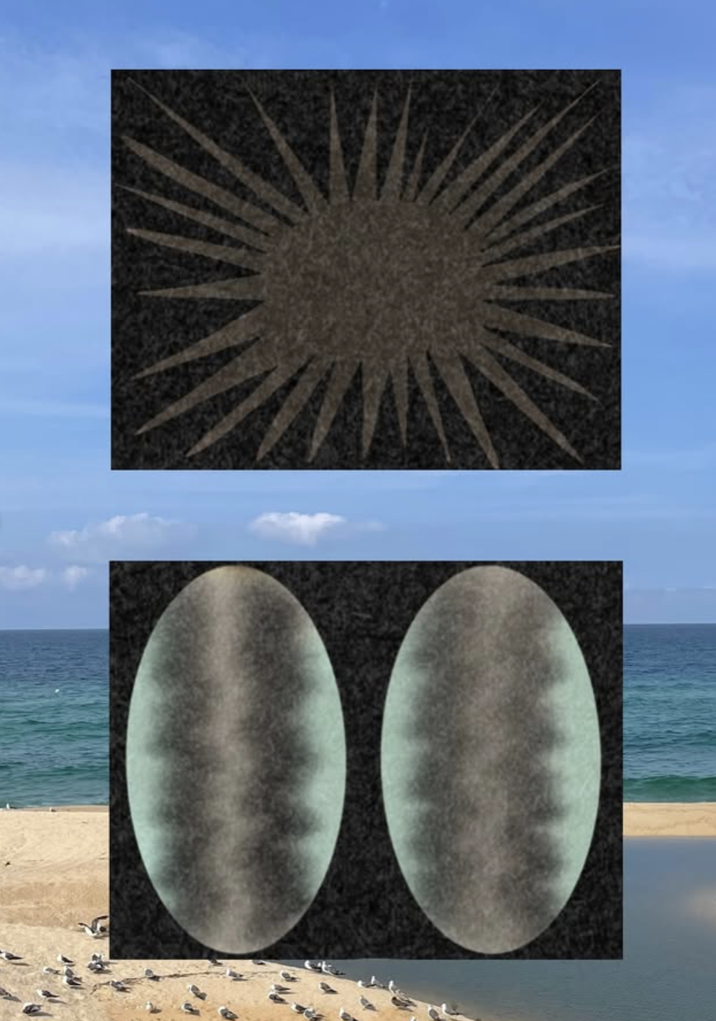 Seashells 4
